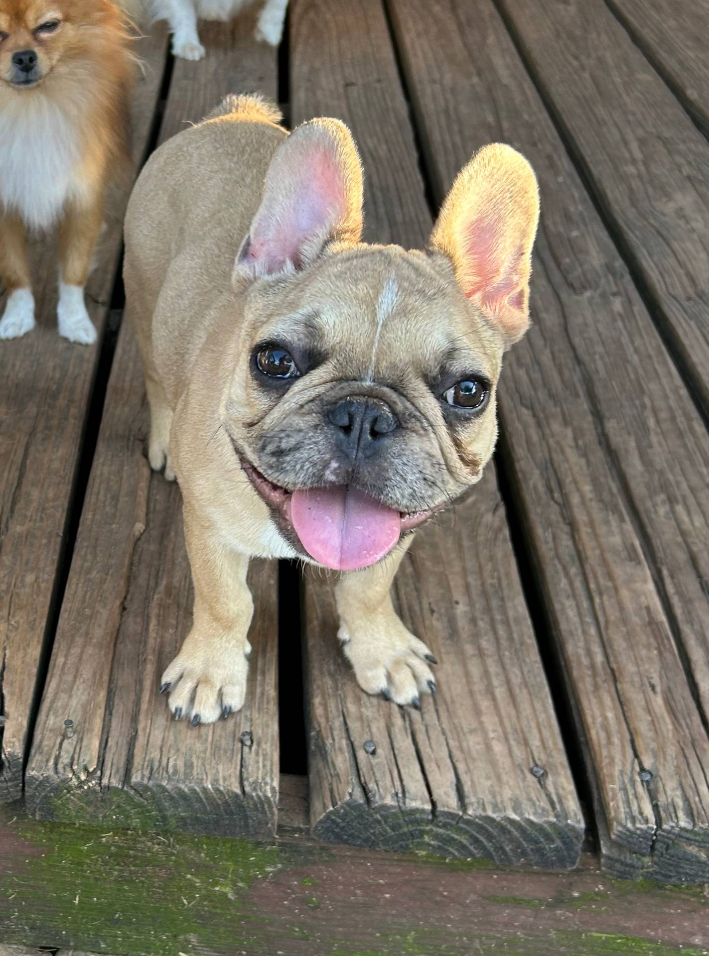 Lilac fawn male, a male French Bulldog for sale in Weatherford, TX – Photo 3 of 9