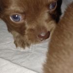 Chewy, a male Chihuahua for sale in Chesapeake City, VA – Photo 4 of 7