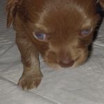 Chewy, a male Chihuahua for sale in Chesapeake City, VA – Photo 7 of 7