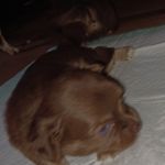 Chewy, a male Chihuahua for sale in Chesapeake City, VA – Photo 3 of 7