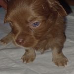 Chewy, a male Chihuahua for sale in Chesapeake City, VA – Photo 6 of 7