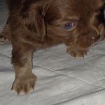 Chewy, a male Chihuahua for sale in Chesapeake City, VA – Photo 2 of 7