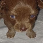 Chewy, a male Chihuahua for sale in Chesapeake City, VA – Photo 1 of 7