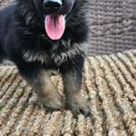 Dark Blue, a female German Shepherd Dog for sale in Chatsworth, GA – Photo 3 of 6