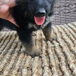 Dark Blue, a female German Shepherd Dog for sale in Chatsworth, GA – Photo 2 of 6