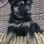 Dark Blue, a female German Shepherd Dog for sale in Chatsworth, GA – Photo 1 of 6