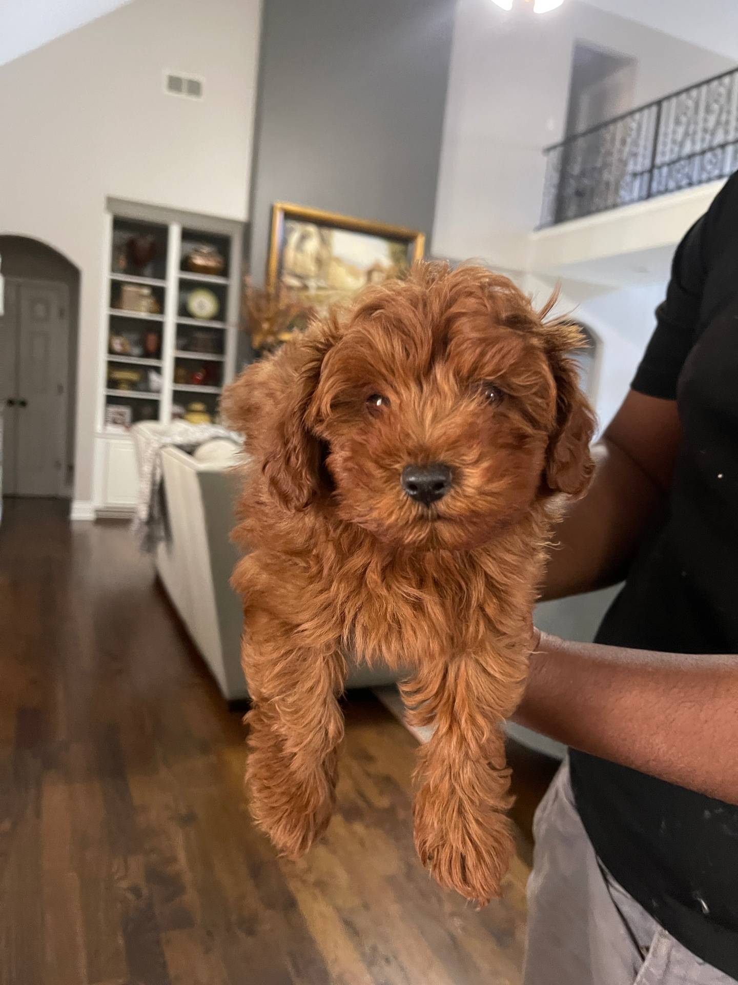 Bingo, a male Maltipoo for sale in Memphis, TN – Photo 2 of 4