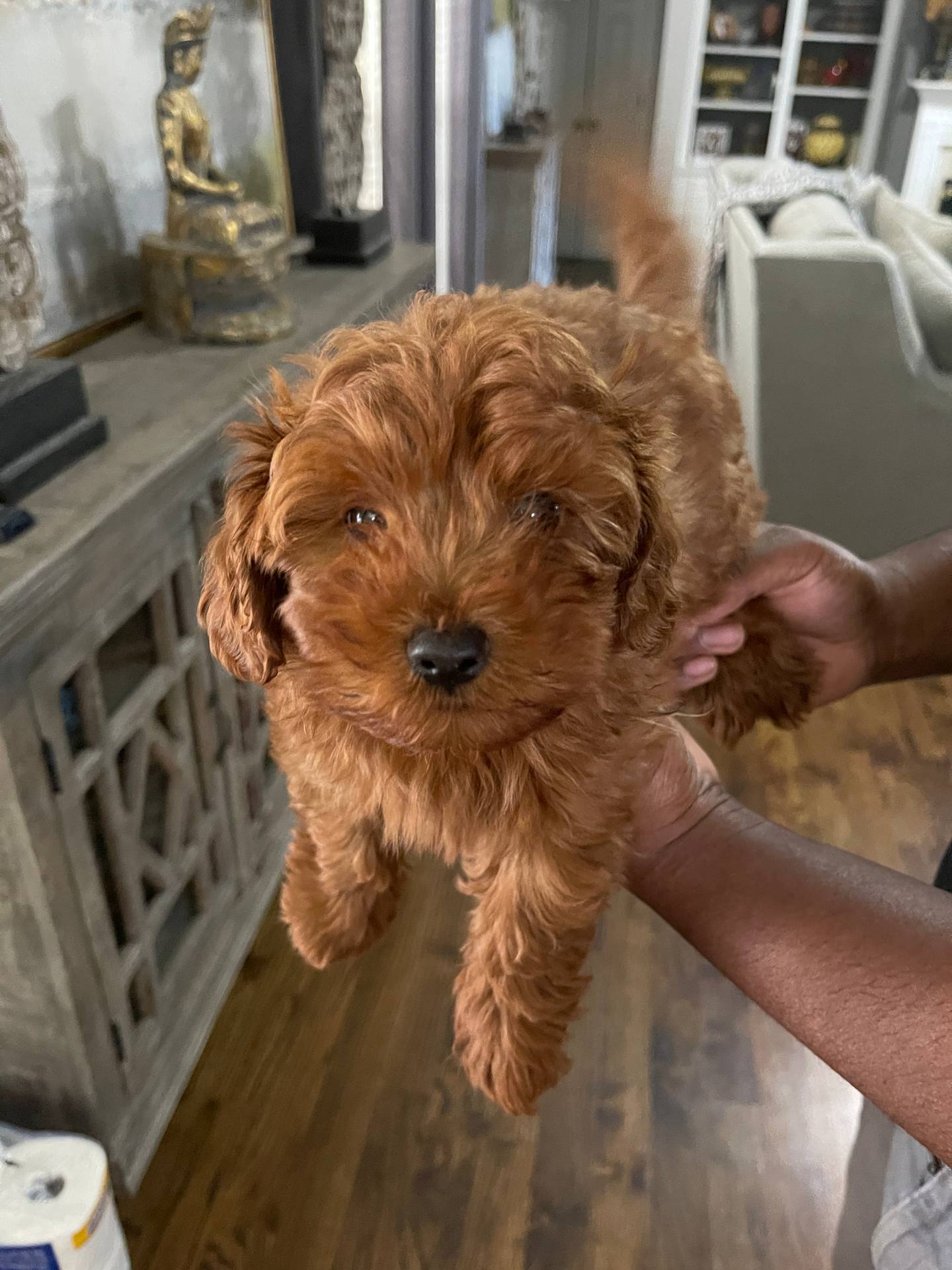 Bingo – Maltipoo puppy for sale in Memphis, TN