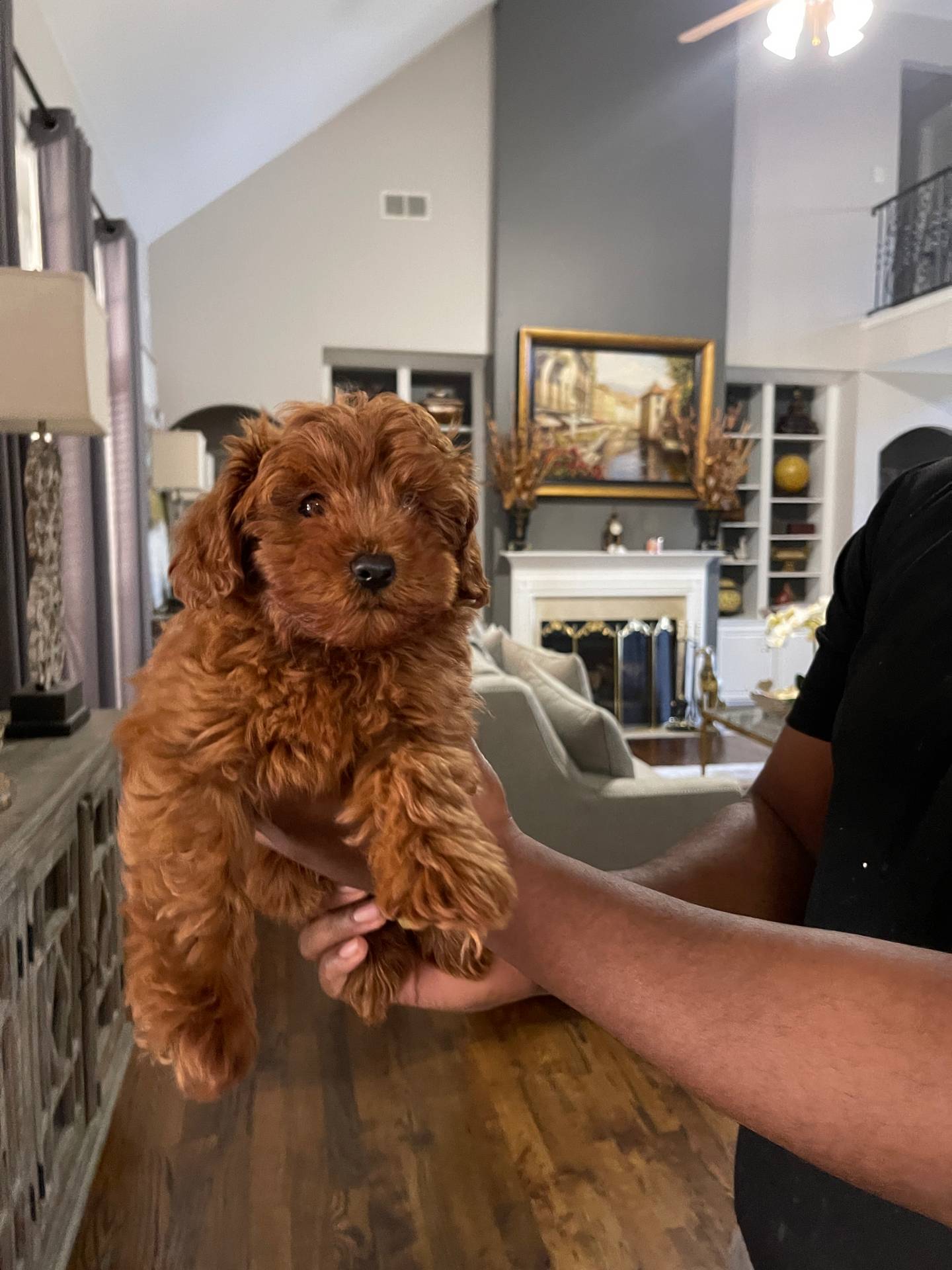 Bingo, a male Maltipoo for sale in Memphis, TN – Photo 3 of 4
