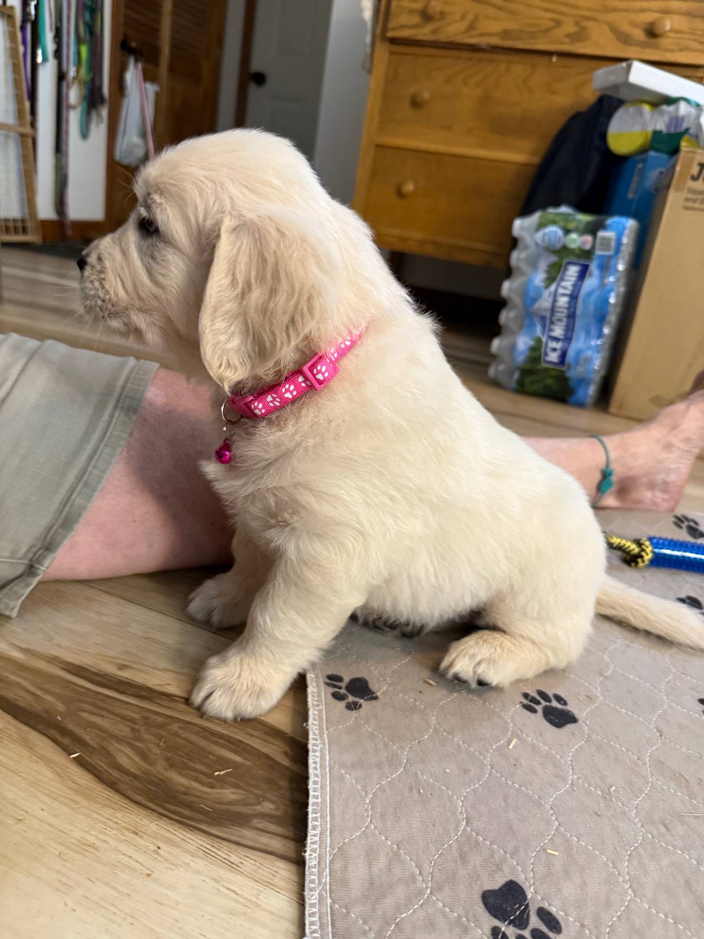 Miss Hot Pink “Blanche”, a female Golden Retriever for sale in Galveston, IN – Photo 5 of 10