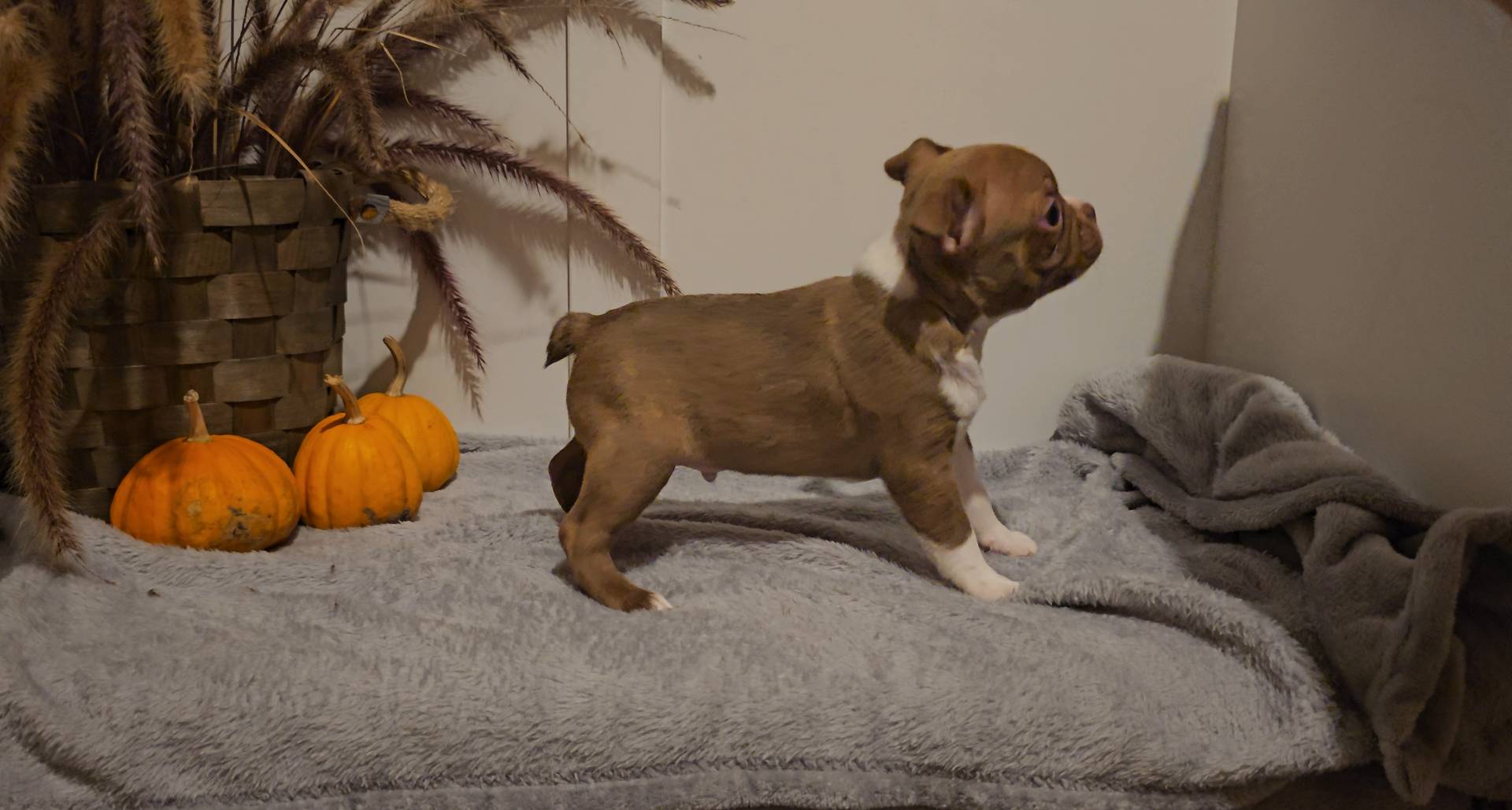 MAX, a male Boston Terrier for sale in Nappanee, IN – Photo 2 of 2