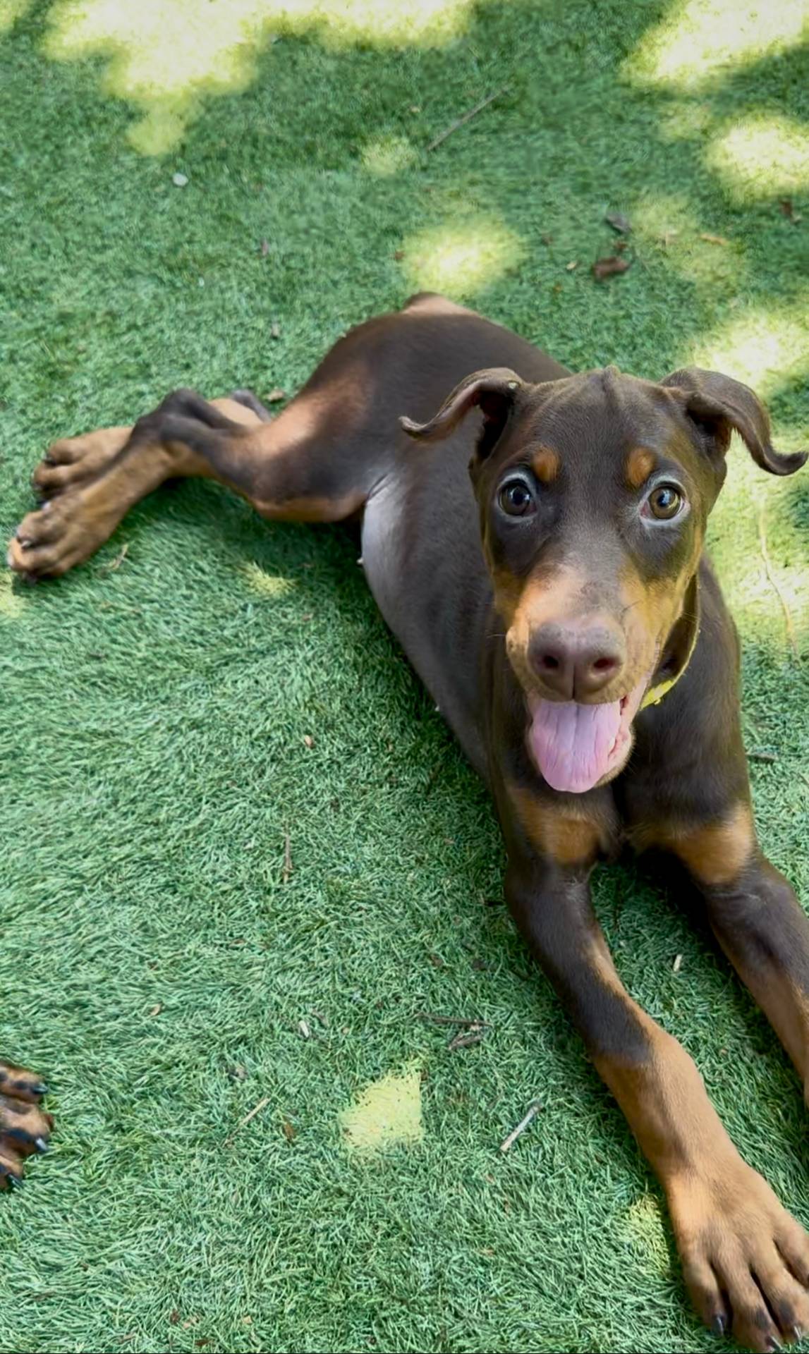 Jennifer euro champion line