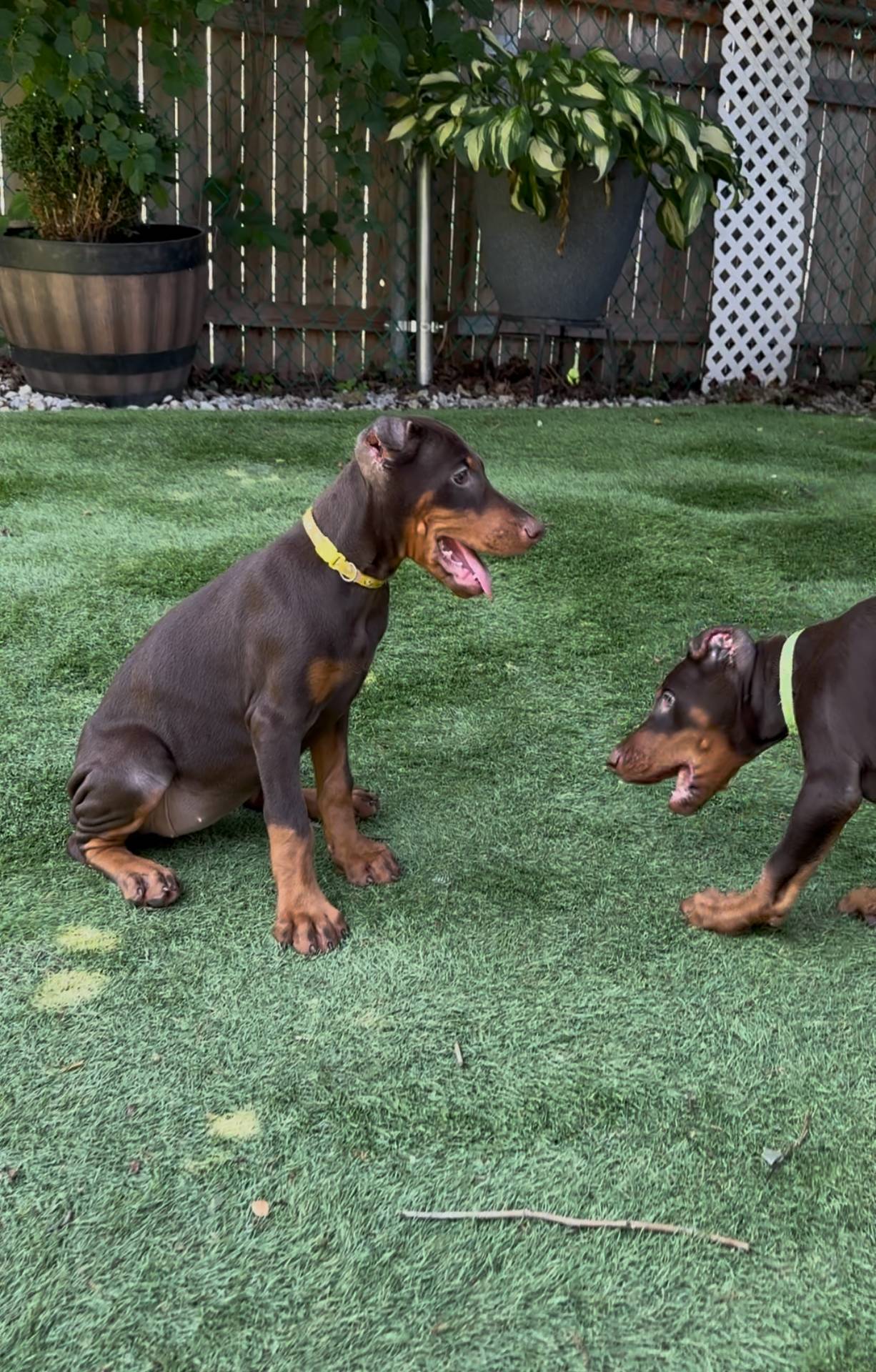 Jennifer euro champion line, a female Doberman Pinscher for sale in Cedar Rapids, IA – Photo 5 of 10