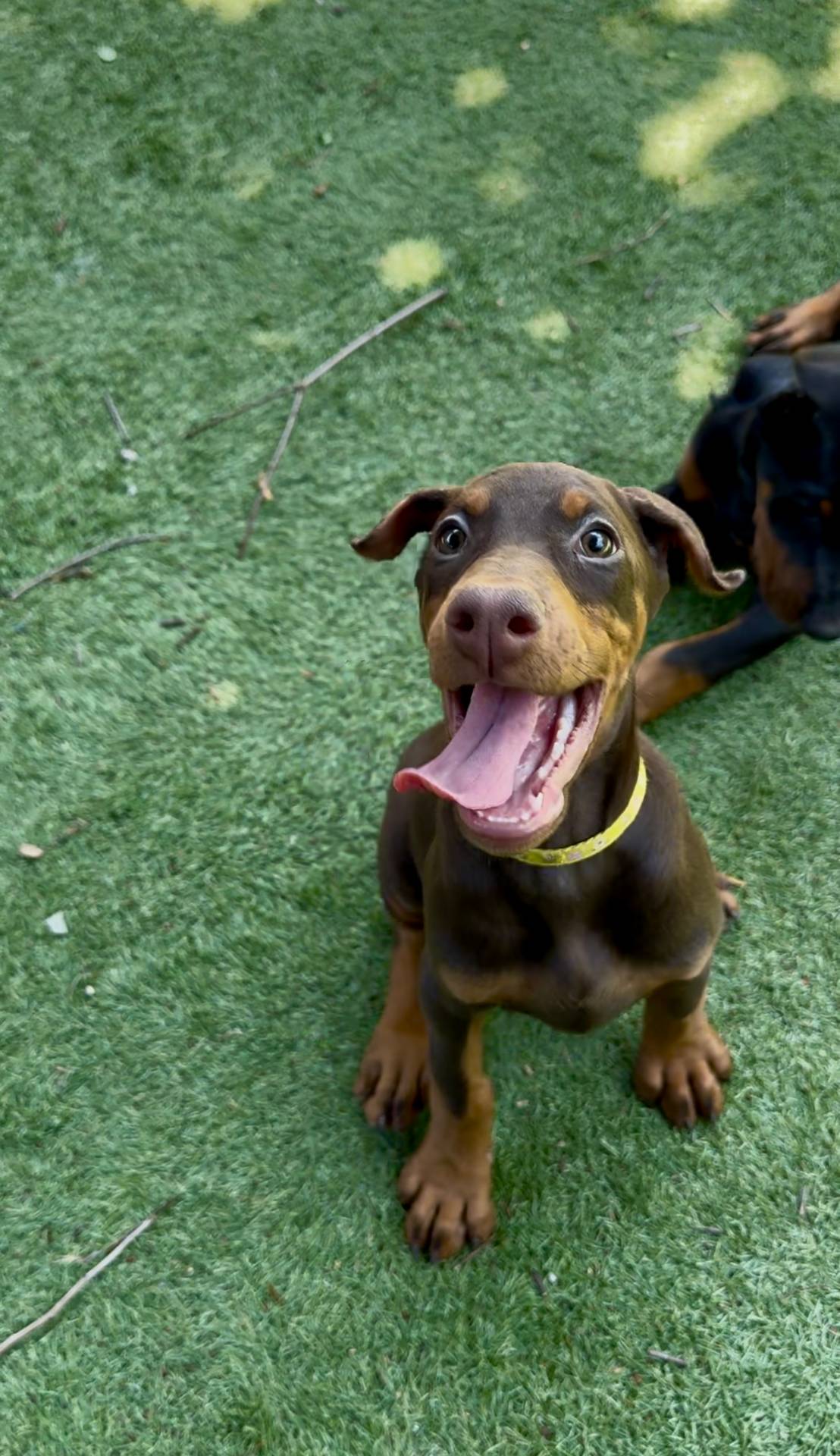 Jennifer euro champion line, a female Doberman Pinscher for sale in Cedar Rapids, IA – Photo 3 of 10