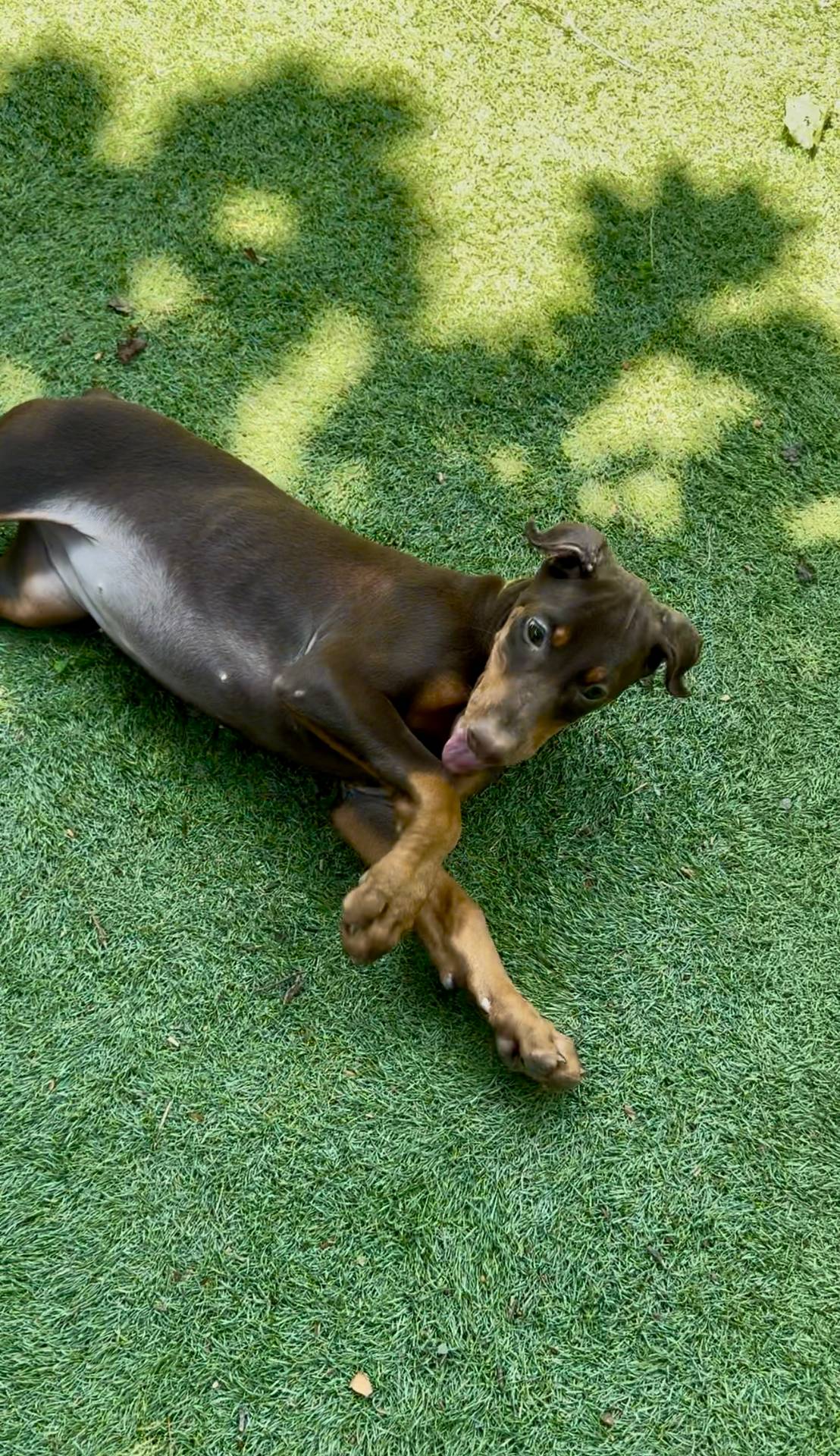 Jennifer euro champion line, a female Doberman Pinscher for sale in Cedar Rapids, IA – Photo 4 of 10