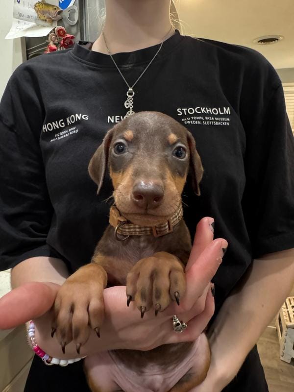 Kave 🤎collar red male