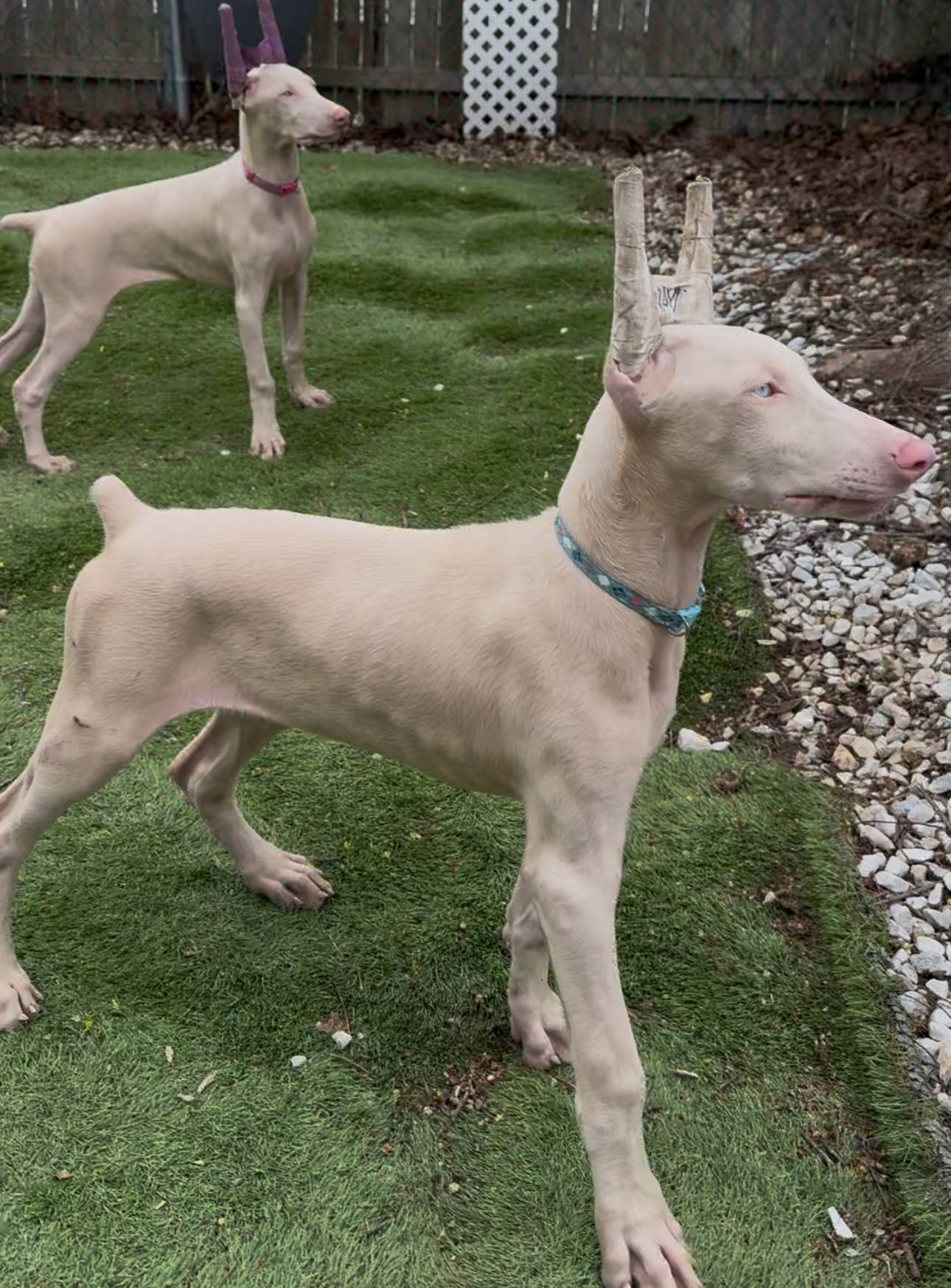 ingram blue collar boy, a male Doberman Pinscher for sale in Cedar Rapids, IA – Photo 2 of 6