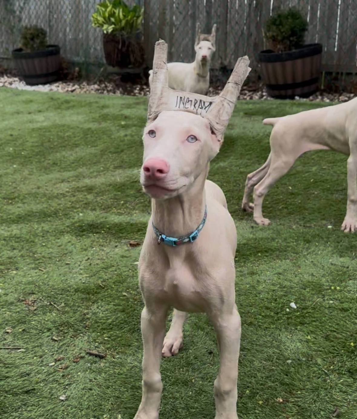 ingram blue collar boy