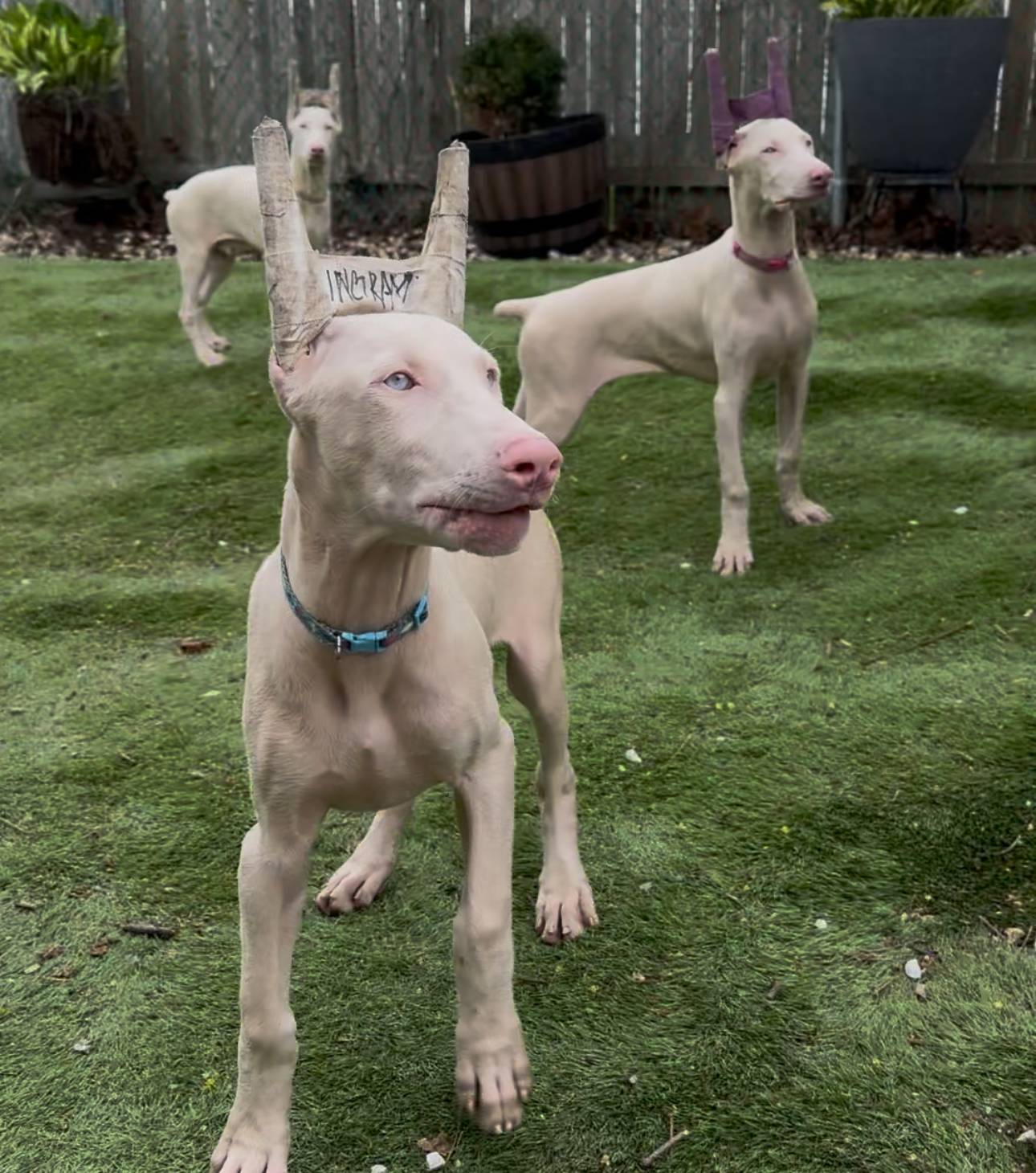 ingram blue collar boy, a male Doberman Pinscher for sale in Cedar Rapids, IA – Photo 3 of 6