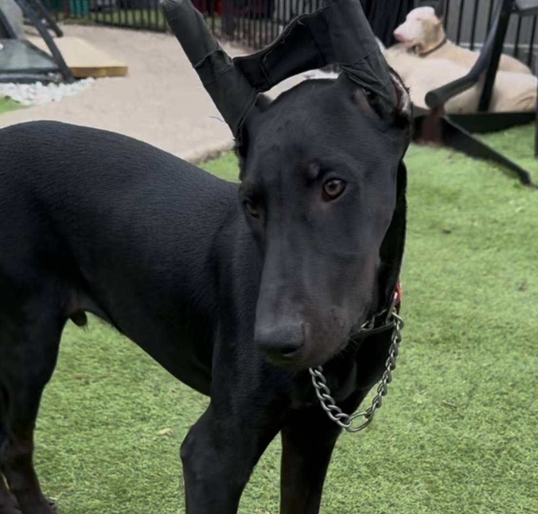 Garnet Black Melanistic ❤️, a male Doberman Pinscher for sale in Cedar Rapids, IA – Photo 2 of 8