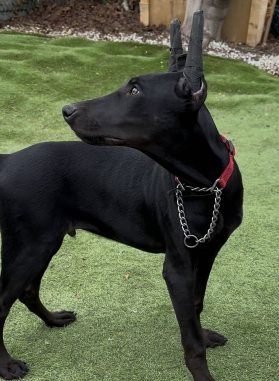 Garnet Black Melanistic ❤️, a male Doberman Pinscher for sale in Cedar Rapids, IA – Photo 3 of 8