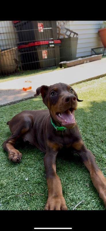 Johnny Euro champion line