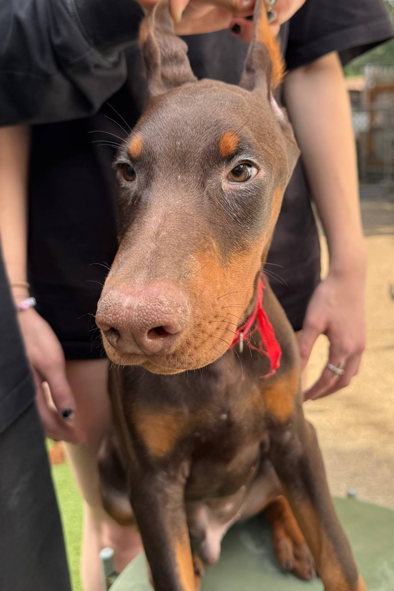 Joey Euro champion line