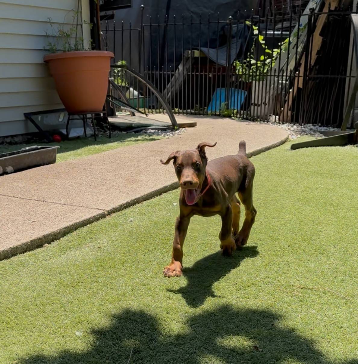 Joey Euro champion line, a male Doberman Pinscher for sale in Cedar Rapids, IA – Photo 6 of 8