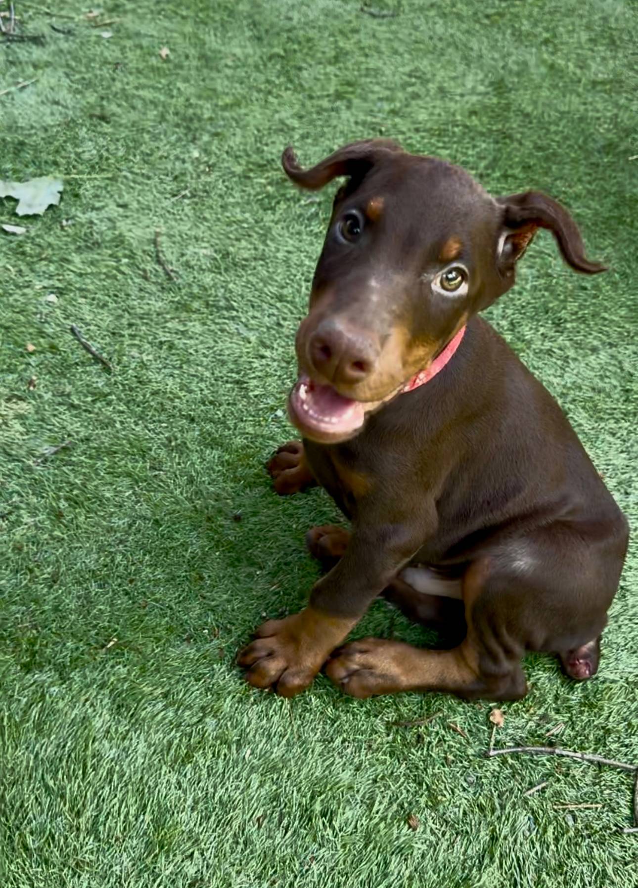 Joey Euro champion line, a male Doberman Pinscher for sale in Cedar Rapids, IA – Photo 5 of 8