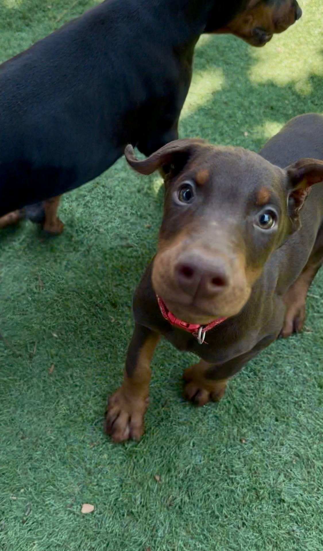 Joey Euro champion line, a male Doberman Pinscher for sale in Cedar Rapids, IA – Photo 4 of 8