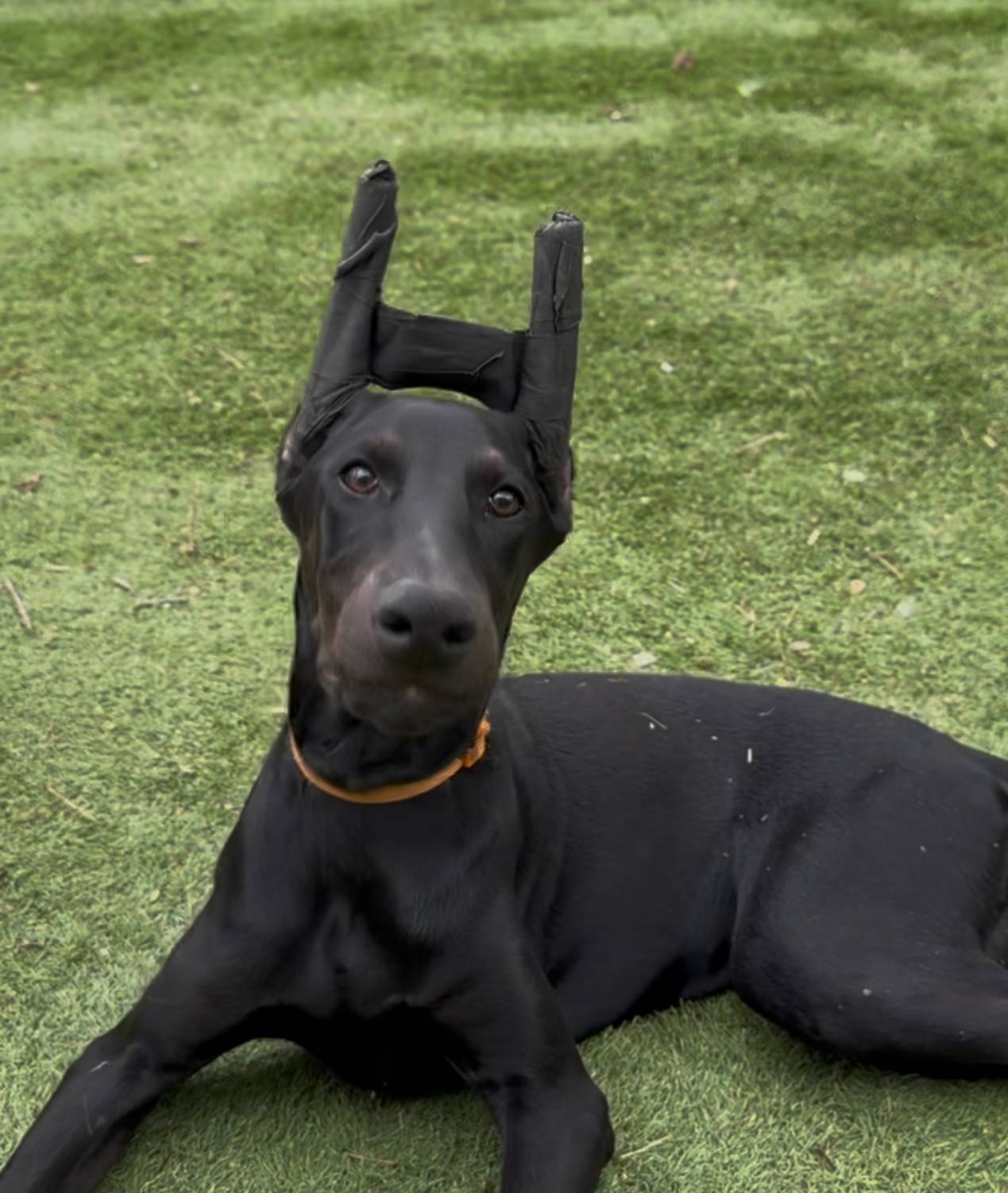 Galena black Melanistic 🧡