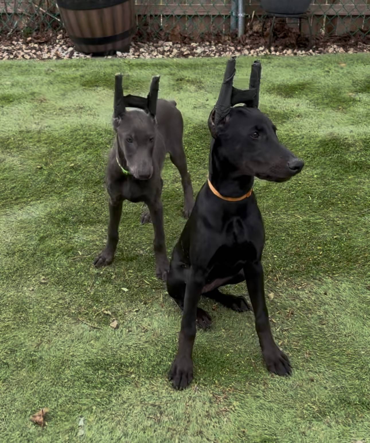 Galena black Melanistic 🧡, a female Doberman Pinscher for sale in Cedar Rapids, IA – Photo 2 of 7