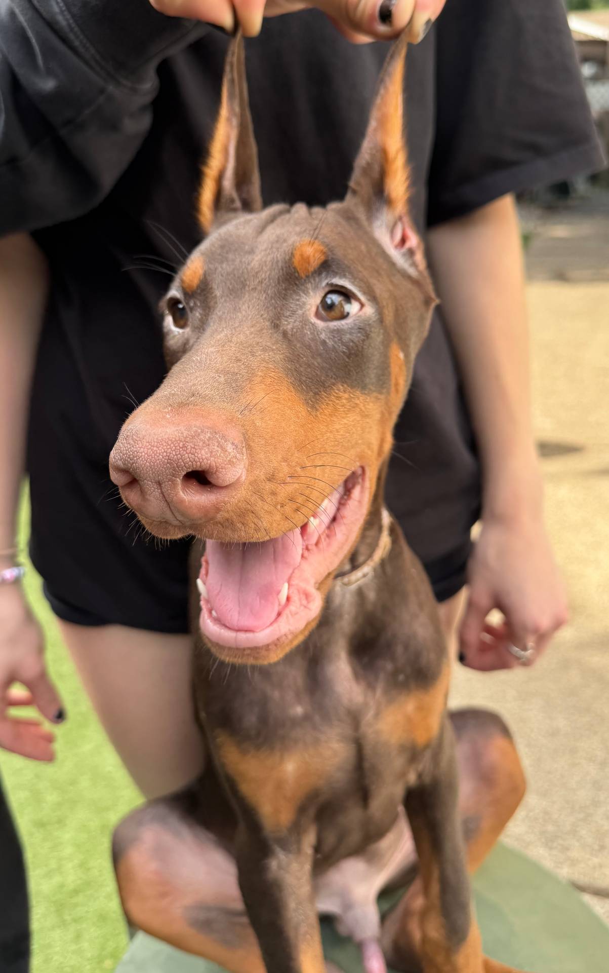 Jupiter Euro champion line