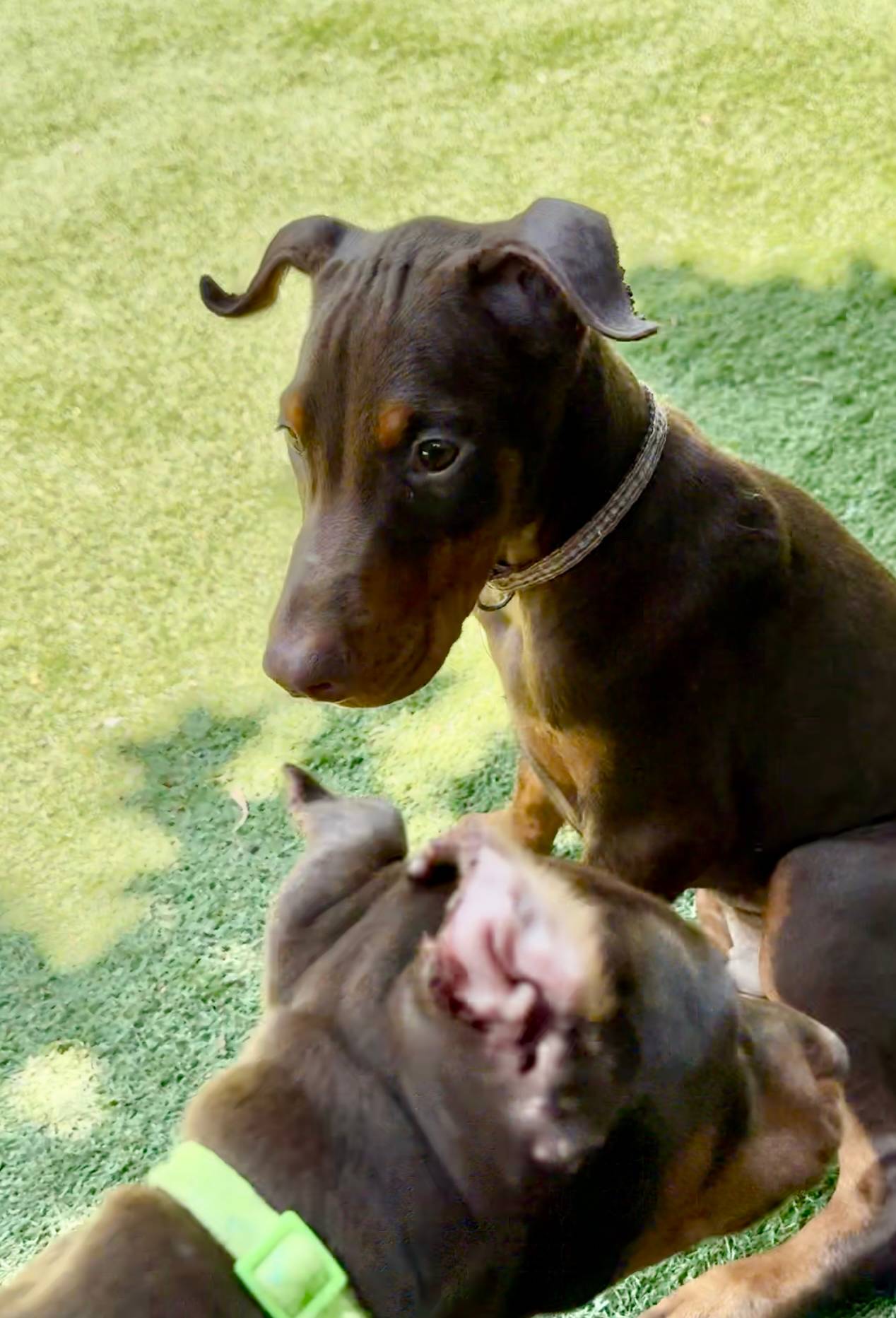 Jupiter Euro champion line, a male Doberman Pinscher for sale in Cedar Rapids, IA – Photo 7 of 10