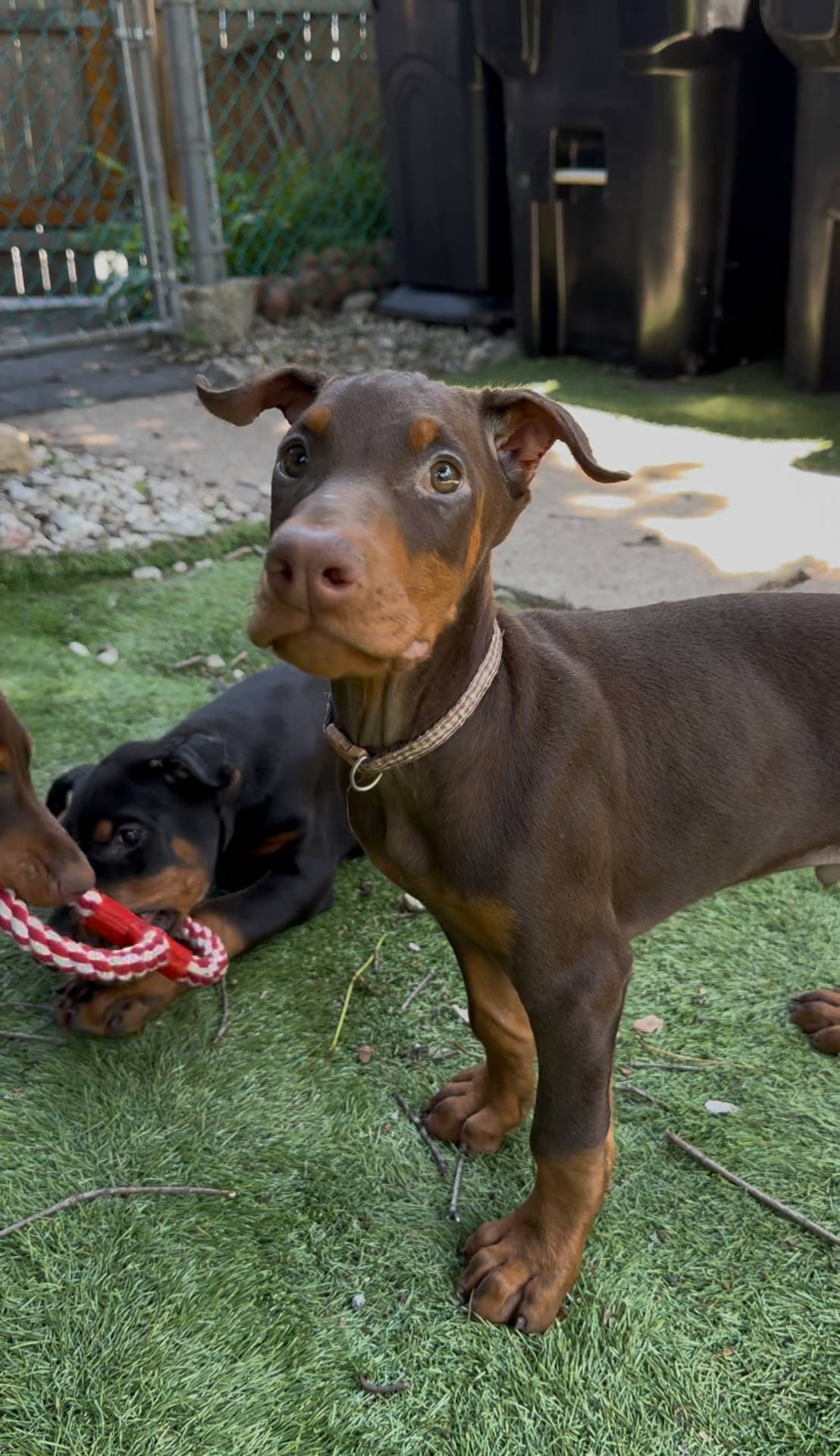 Jupiter Euro champion line, a male Doberman Pinscher for sale in Cedar Rapids, IA – Photo 9 of 10