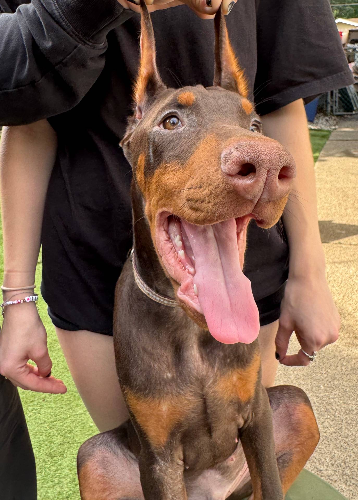 Jupiter Euro champion line, a male Doberman Pinscher for sale in Cedar Rapids, IA – Photo 2 of 10