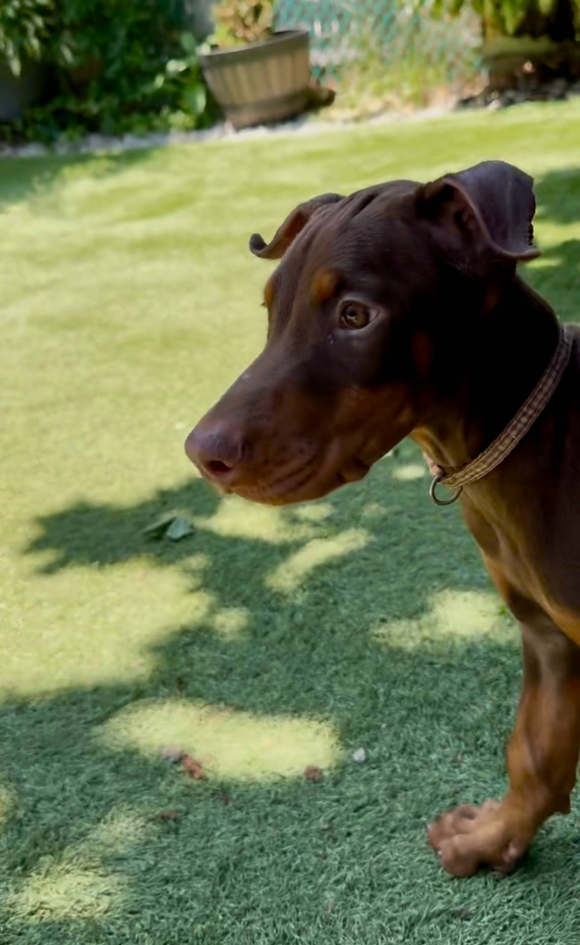 Jupiter Euro champion line, a male Doberman Pinscher for sale in Cedar Rapids, IA – Photo 8 of 10