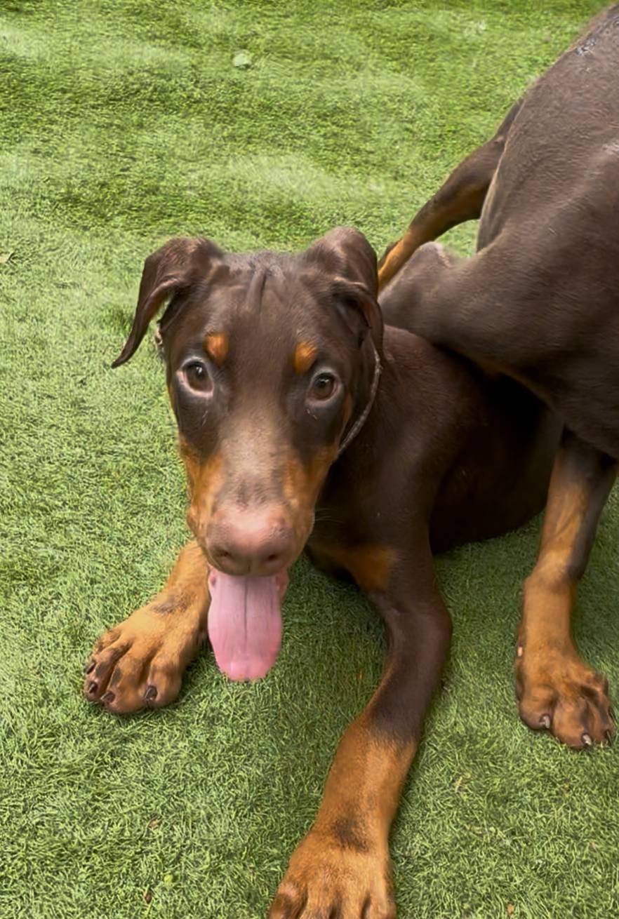 Jupiter Euro champion line, a male Doberman Pinscher for sale in Cedar Rapids, IA – Photo 3 of 10