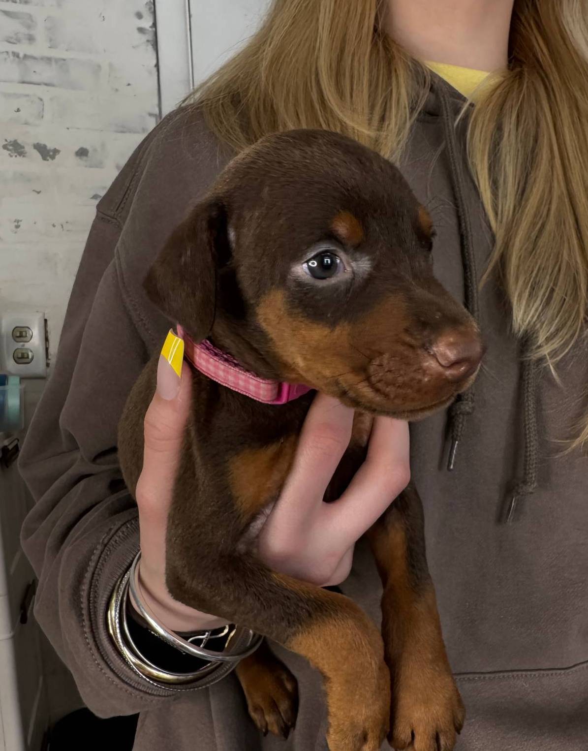 Judy Euro champion line