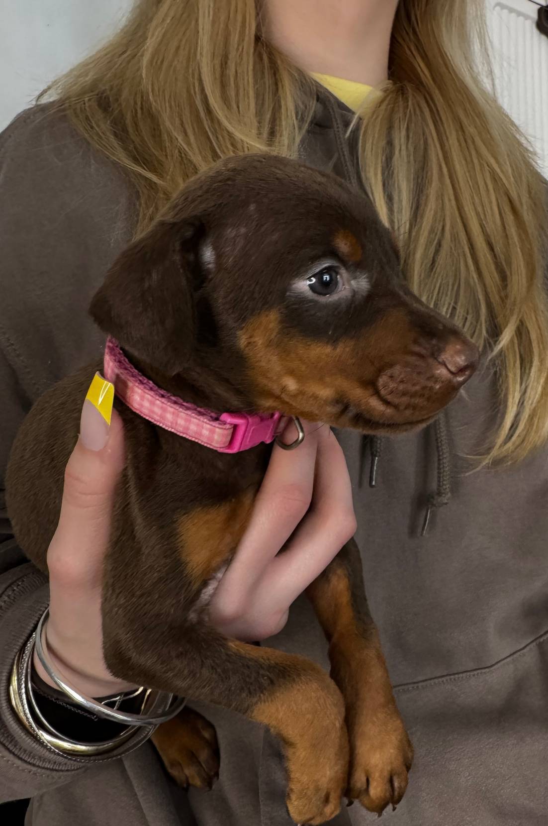 Judy Euro champion line, a female Doberman Pinscher for sale in Cedar Rapids, IA – Photo 2 of 3