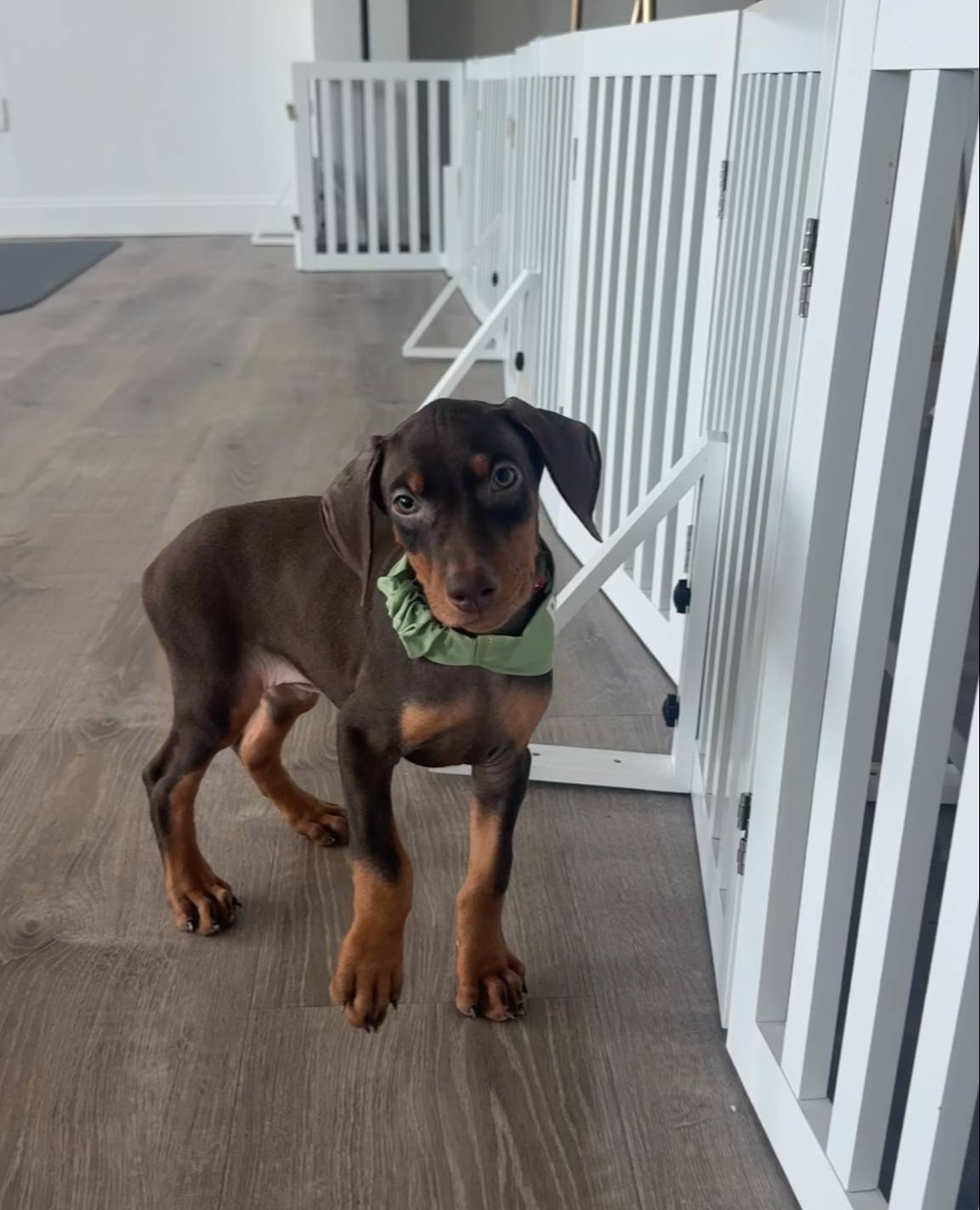 Kep1er ❤️collar cropped ❤️male, a male Doberman Pinscher for sale in Cedar Rapids, IA – Photo 5 of 5