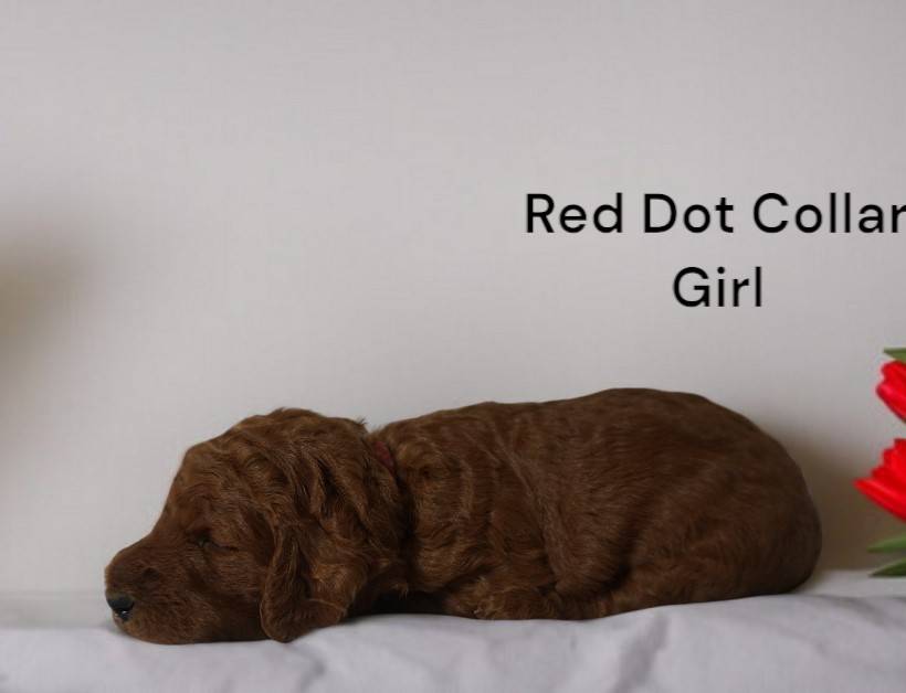 Gypsy, a female Poodle - Standard  for sale in McHenry, IL – Photo 2 of 2