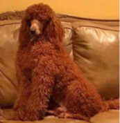 Rusty, a male Poodle - Standard  for sale in McHenry, IL – Photo 8 of 9