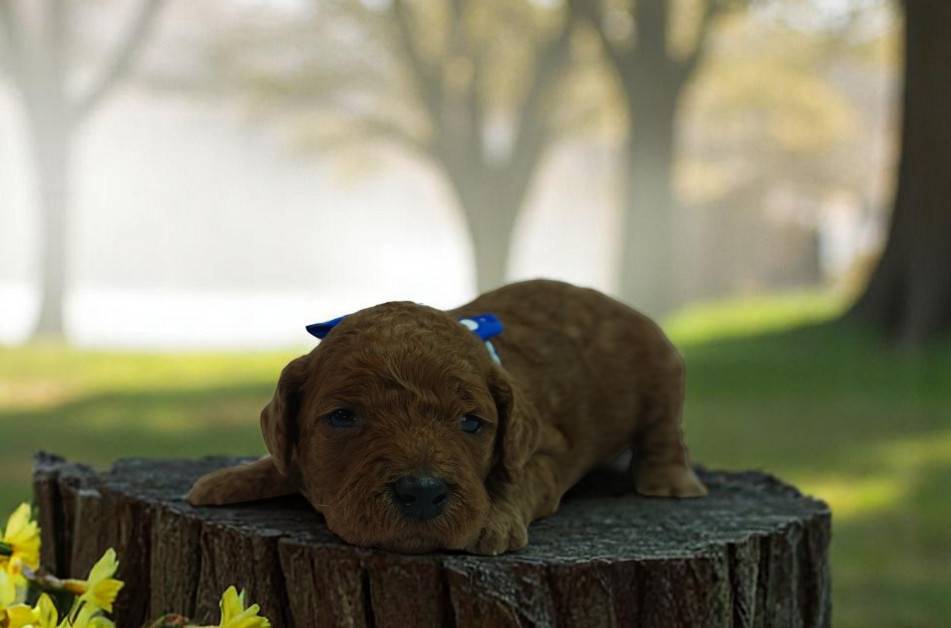 Rusty, a male Poodle - Standard  for sale in McHenry, IL – Photo 6 of 9