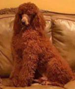 Maple, a female Poodle - Standard  for sale in McHenry, IL – Photo 3 of 7