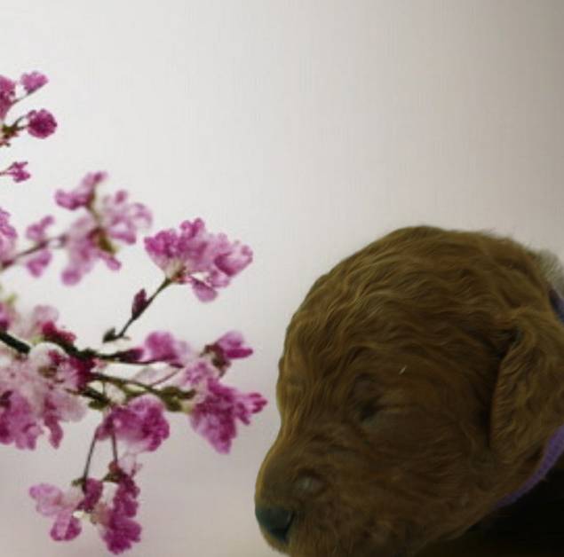 PHOENIX, a female Poodle - Standard  for sale in McHenry, IL – Photo 4 of 5