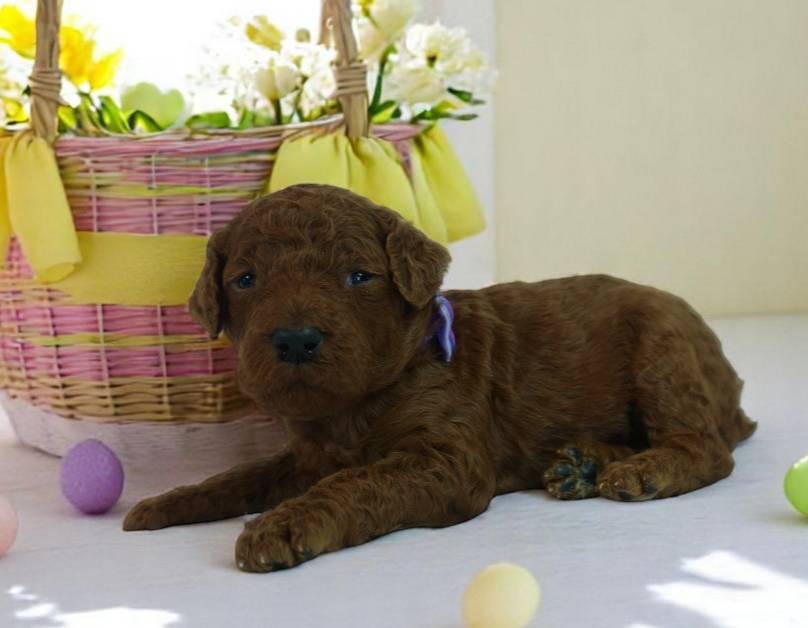 PHOENIX, a female Poodle - Standard  for sale in McHenry, IL – Photo 2 of 5