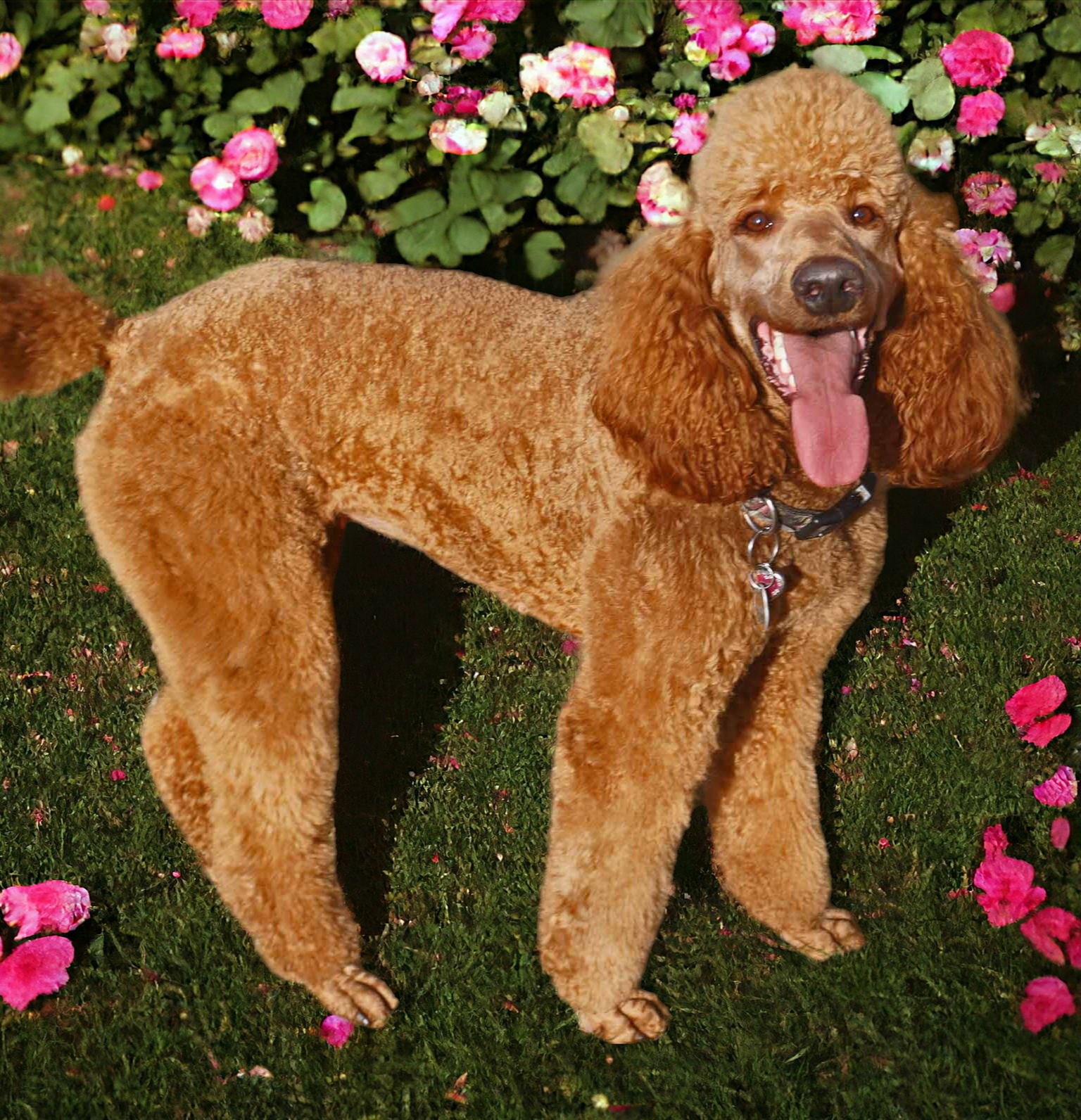 Chili Pepper, a female Poodle - Standard  for sale in McHenry, IL – Photo 5 of 6