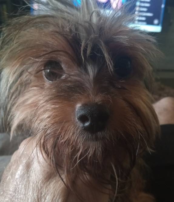 Paul - YP, a male Pomeranian and Yorkshire Terrier for sale in Anderson, SC – Photo 8 of 10