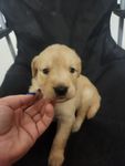 Golden 1, a female Golden Retriever for sale in Brooksville, FL – 7 of 10